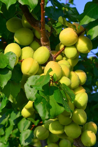 Pfirsiche Wachsen Auf Einem Zweig Garten — Stockfoto