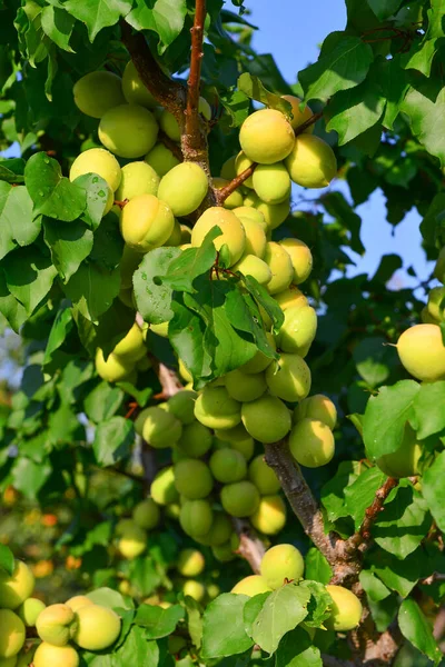 Pfirsiche Wachsen Auf Einem Zweig Garten — Stockfoto