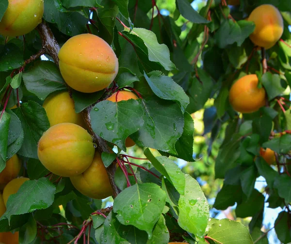 Peaches Grow Branch Garden — Stock Photo, Image