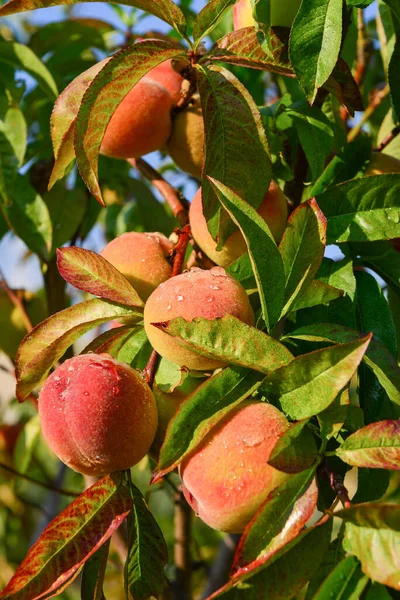 Pfirsiche Wachsen Auf Einem Zweig Garten — Stockfoto