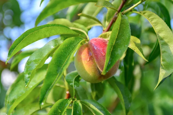 Pfirsiche Wachsen Auf Einem Zweig Garten — Stockfoto