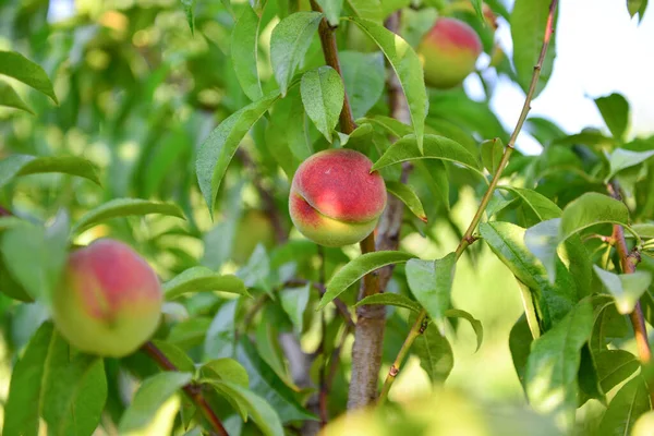 Pfirsiche Wachsen Auf Einem Zweig Garten — Stockfoto