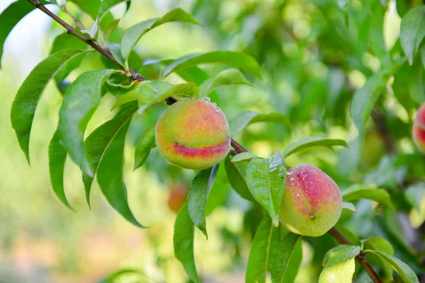 Pfirsiche Wachsen Auf Einem Zweig Garten — Stockfoto