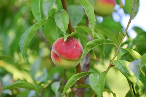 Pfirsiche Wachsen Auf Einem Zweig Garten — Stockfoto