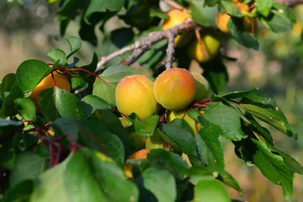 Pfirsiche Wachsen Auf Einem Zweig Garten — Stockfoto