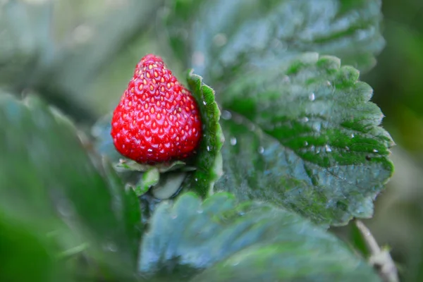 Strawberries Garden Midst Season — Stock Photo, Image