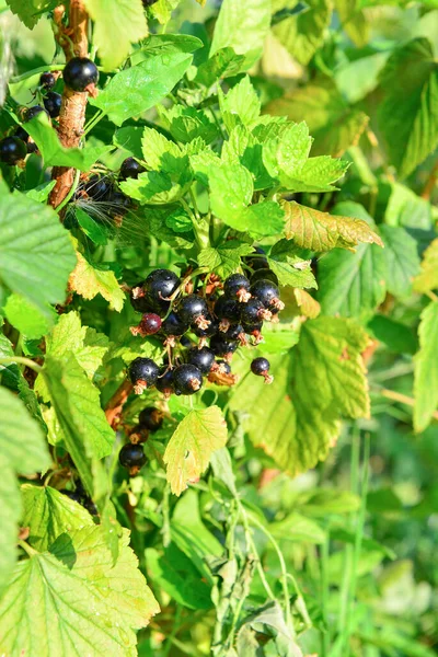 Schwarze Johannisbeere Wächst Auf Einem Zweig — Stockfoto