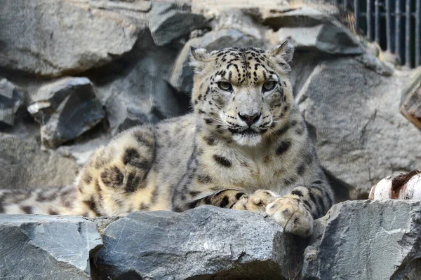 Leopardo Nieve Zoológico Verano —  Fotos de Stock