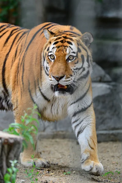 Tiger Går Fågelskåpet Zoo — Stockfoto