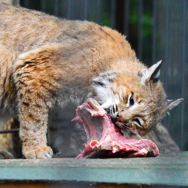 Gato Salvaje Comiendo Pedazo Carne — Foto de Stock