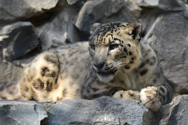 Snö Leopard Zoo Sommaren — Stockfoto