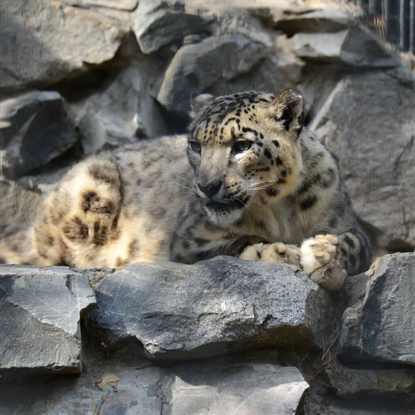 Snö Leopard Zoo Sommaren — Stockfoto