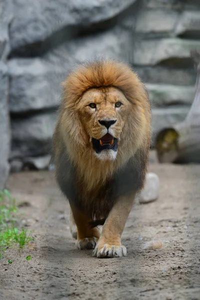 Lejonet Går Fågelskåpet Zoo Stockfoto