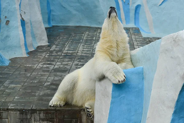 Urso Polar Zoológico — Fotografia de Stock