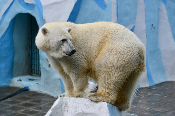 Isbjörn Zoo Stockbild