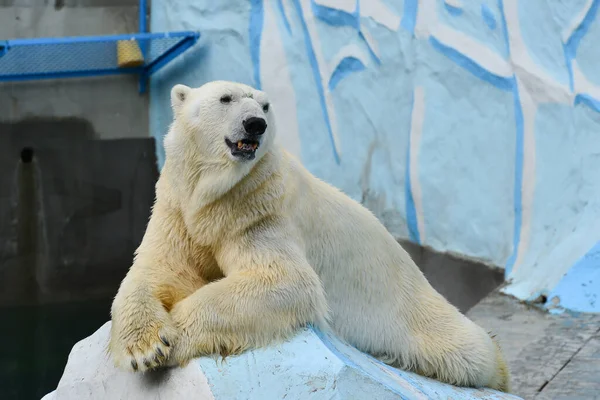 Isbjörn Zoo Stockbild