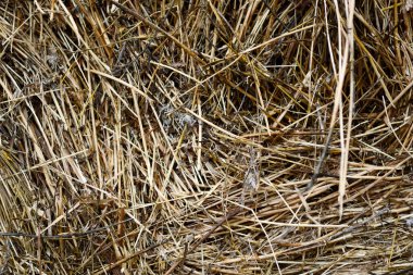 Saman biçildi ve istiflendi