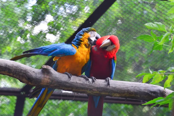 Ett Par Papegojor Zoo Brudgummen Varandra Stockbild