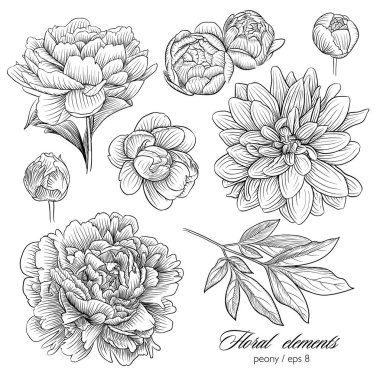 Şakayık çiçekleri ve siyah ve beyaz vektör set bırakır