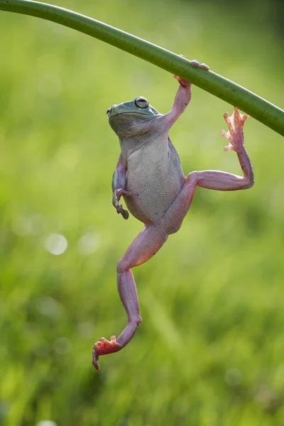 Niedlicher Bunter Frosch Hängt Vor Verschwommenem Hintergrund Ast — Stockfoto