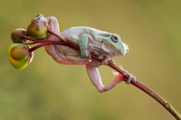 可爱的五颜六色的青蛙挂在树枝上模糊的背景 — 图库照片