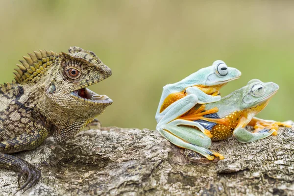 Nahaufnahme Einer Drachenechse Die Bunte Frösche Vor Verschwommenem Hintergrund Beobachtet — Stockfoto