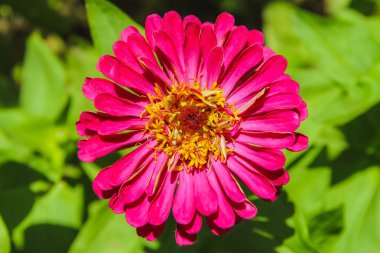Güzel mor çiçek veya zinnia elegans bahçede