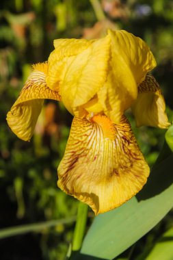 Bahçe güzel sarı iris