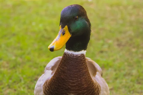 Anatra Cerca Cibo Giardino Lisbona — Foto Stock