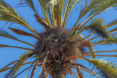 Barselona da bahçedeki palmiye ağacı üzerinde kuşlar
