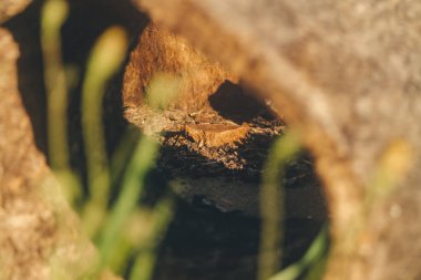 Güneş ışığıyla aydınlatılan küçük bir mantar kabuğu parçası