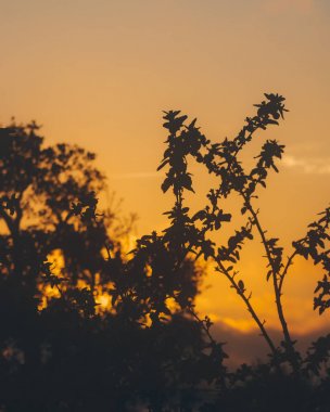 Gün batımında siluet dalları ve mantar ağacı