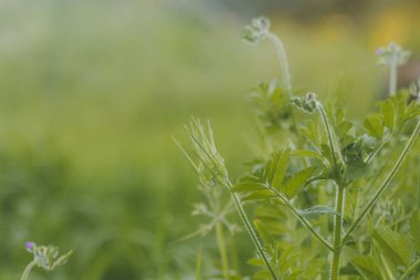 Çiçekbir bitki yakın çekim