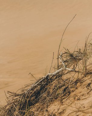 Kumulların kumlarında kuru dallar