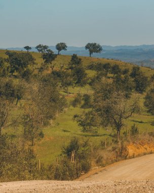 Tepenin tepesinde dört ağaç