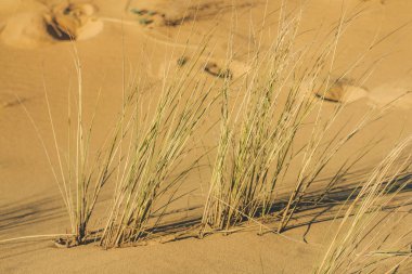 Kumul kumu kumlarında rüzgarla sallanan çimenler