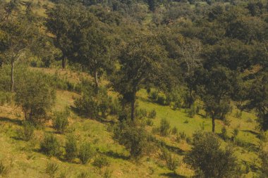 Alentejo bir dağ aralığında birçok ağaç