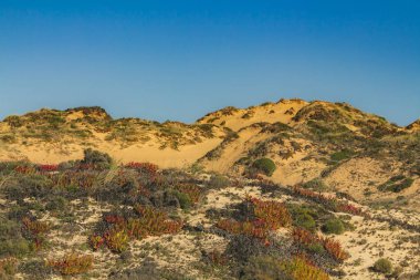 Kumullar plajda doğal çim