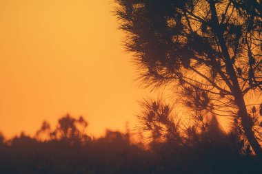 Gün batımında bir çam ağacının silueti