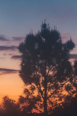 Bulutlar ve siluet çam ağacının taç ile gün batımı