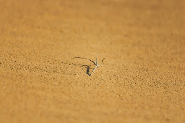 Pequeña rama en la arena de las dunas — Foto de Stock