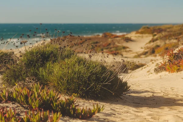 Wild vegetation in the dunes of the beach