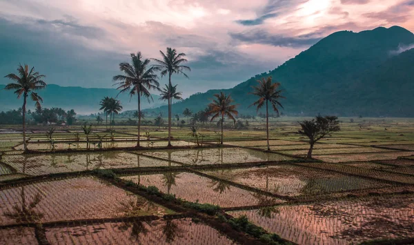 Panoramic View Rice Field Landscape Java Island Indonesia — Stock Photo, Image