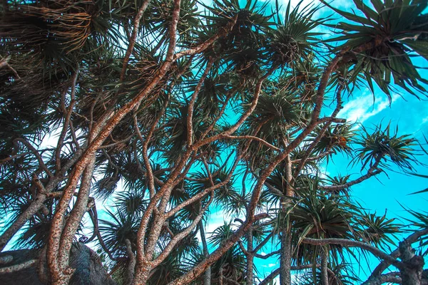 Tall Palm Trees Blue Sky Bali Indonesia — Stock Photo, Image