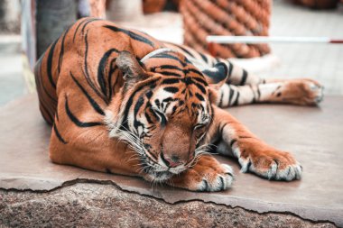 Close up view of big tiger sleeping  clipart