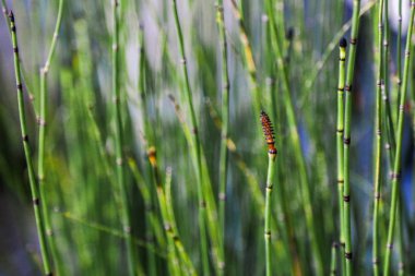 Bahar sabah çim görünümünü kapat