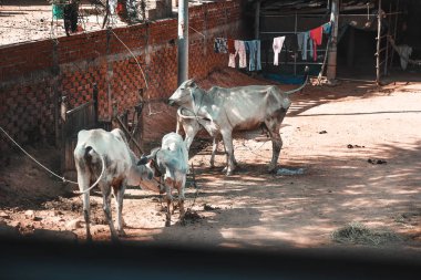 Kamboçya, boş sokakta kirli inekler