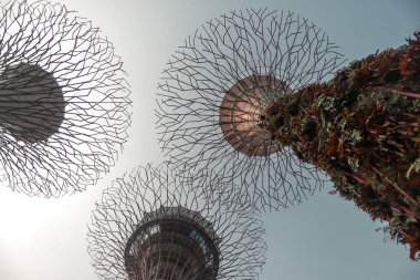 Supertree bahçe Singapur marina Körfezi yakınlarında