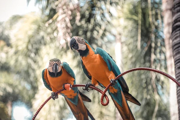 Two Bright Parrots Sitting Outdoor — Stock Photo, Image