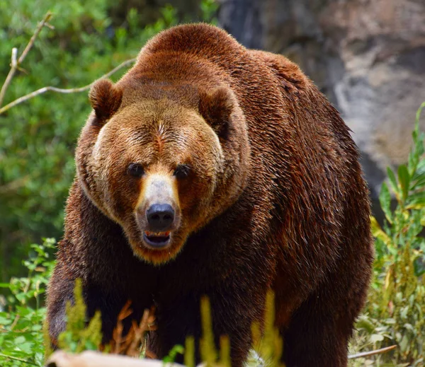 Brown bear goes straight to the camera